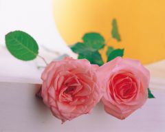 Tapeta Nature Flowers 097.jpg